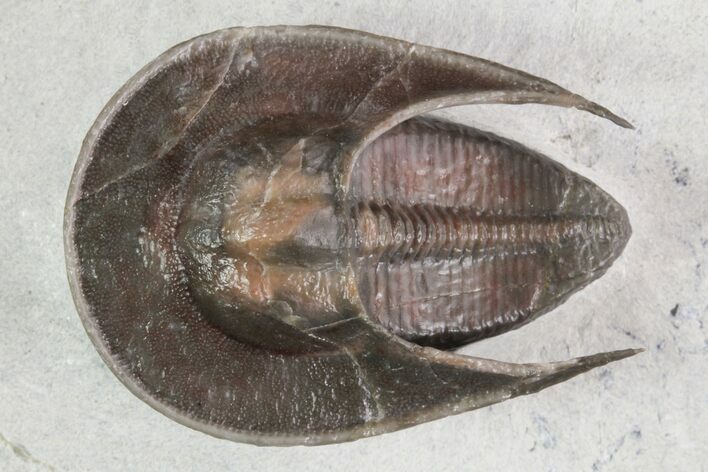 Recently Described Harpes Trilobite - Jorf, Morocco #93853